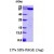 SDS-Page: ERp57 Protein [NBP1-37081] - PDIA3, 58.5 kDa (518aa), confirmed by MALDI-TOF with a purity of 95% by SDS - PAGE